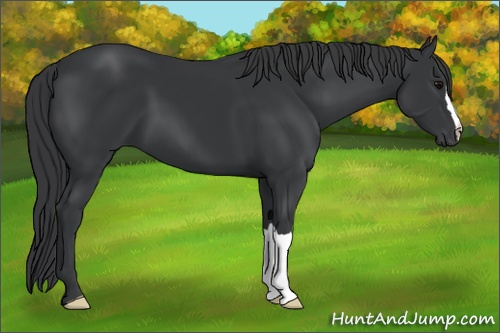 Horse Color: Black 
