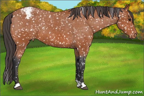 Horse Color: Bay Snowcap 