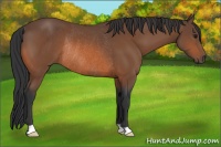 Horse Color:Bay Rabicano 