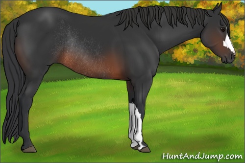 Horse Color: Brown Rabicano 