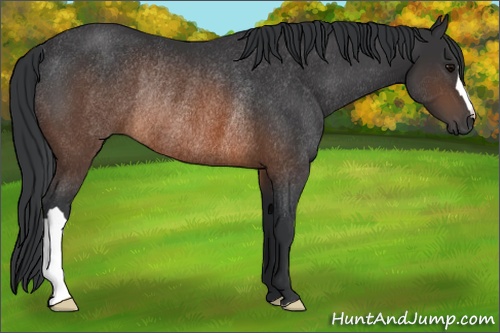Horse Color: Brown Rabicano 