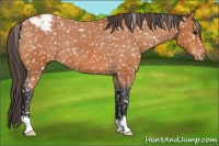 Horse Color:Bay Appaloosa 