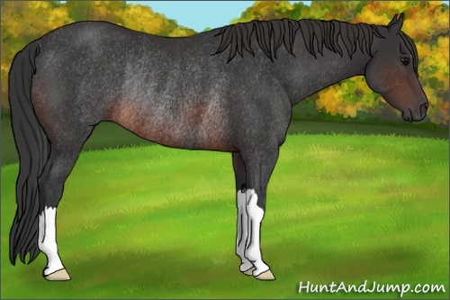 Horse Color: Brown Rabicano 