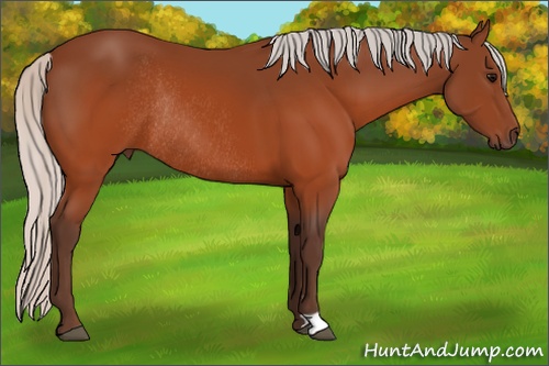 Horse Color: Silver Brown Rabicano 