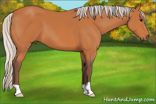 Horse Color: Silver Bay 