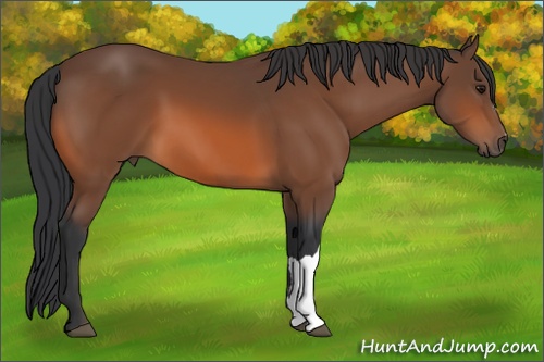 Horse Color: Bay 