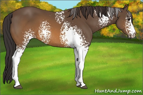 Horse Color: White Spotted Buckskin 
