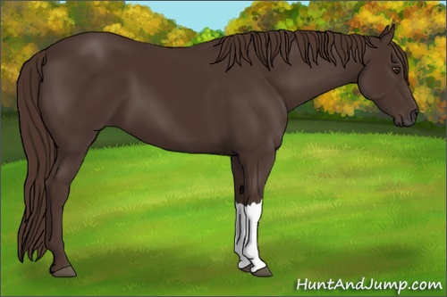 Horse Color: Liver Chestnut 