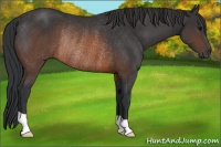 Horse Color:Brown Rabicano 