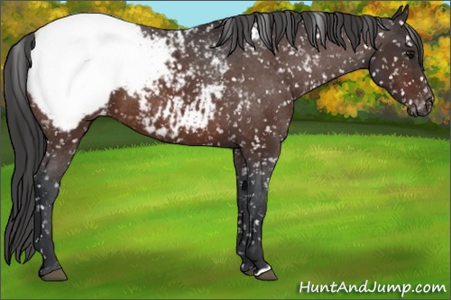 Horse Color: Brown Snowcap 