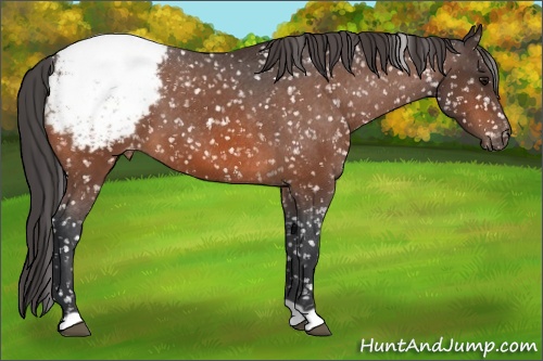 Horse Color: Bay Snowcap 