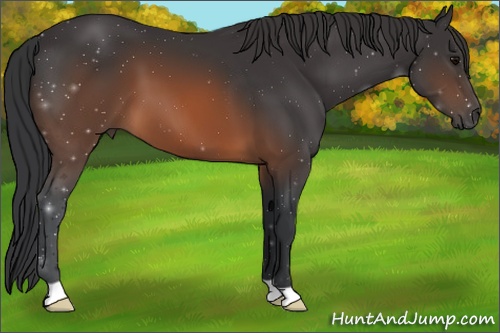 Horse Color: Brown 