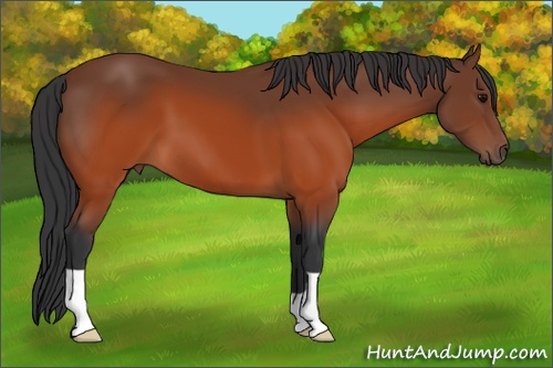 Horse Color: Brown 