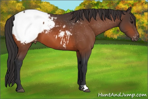 Horse Color: Bay Snowcap 