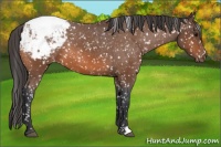 Horse Color:Bay Appaloosa 