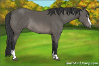 Horse Color:Black Sabino Rabicano 