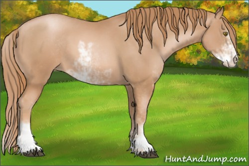 Horse Color: Chestnut Pearl Sabino 