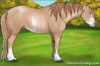 Horse Color:Chestnut Pearl Sabino 