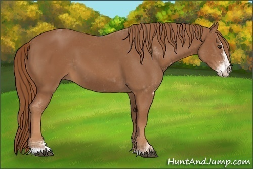 Horse Color: Chestnut Sabino 