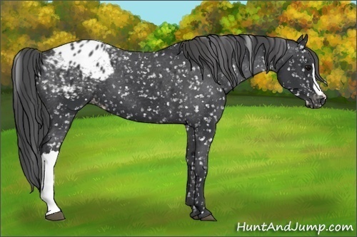 Horse Color: Black Blanket 