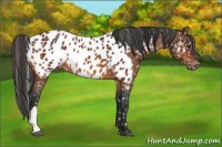 Horse Color:Bay Appaloosa 