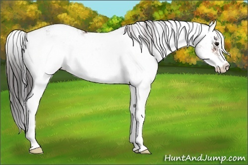 Horse Color: Bay Sabino Snowcap Rabicano 