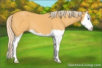 Horse Color:Palomino Splash 
