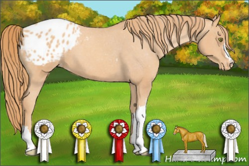 Horse Color: Gold Champagne Blanket 