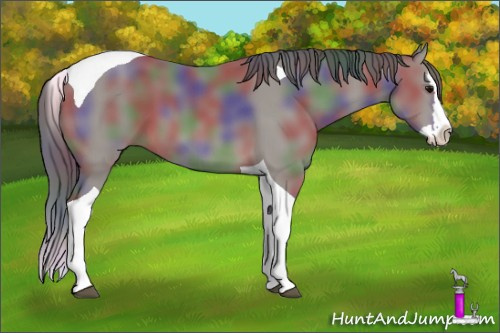 Horse Color: Nacre Black Splash Tobiano 