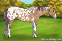 Horse Color:Nacre Bay Splash Tobiano Blanket 