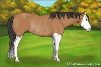 Horse Color:Bay Splash Rabicano 