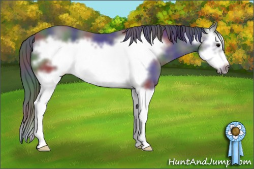Horse Color: Nacre Black Splash Frame 