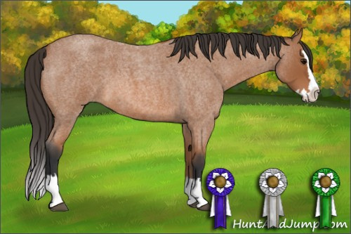 Horse Color: Bay Roan Splash 