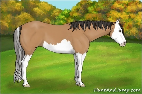 Horse Color: Bay Splash 