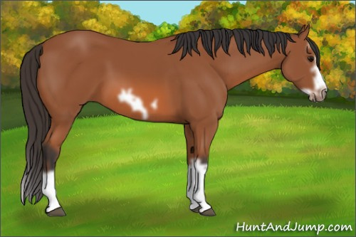 Horse Color: Bay Splash Frame 
