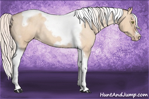 Horse Color: Silver Amber Champagne Roan Dun Splash Tobiano Frame Varnish Rabicano 