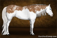 Horse Color:White Spotted Silver Buckskin Splash 