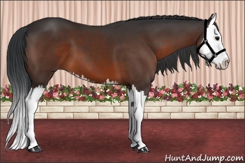 Horse Color: Bay Splash 