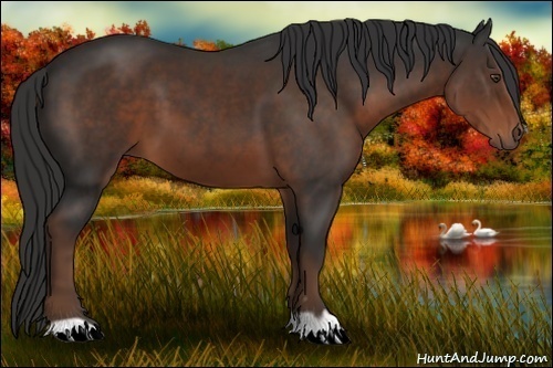 Horse Color: Liver Chestnut 