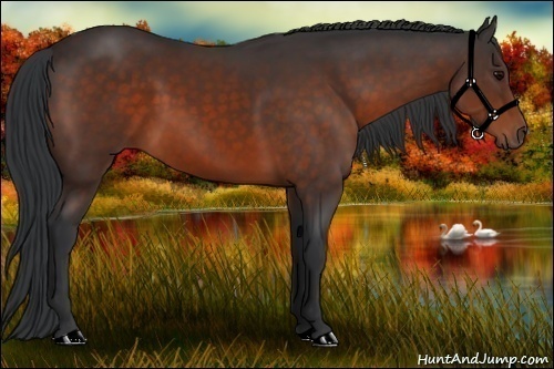 Horse Color: Bay 