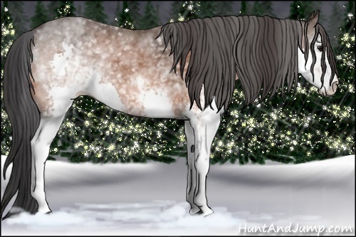 Horse Color: White Spotted Bay Splash 