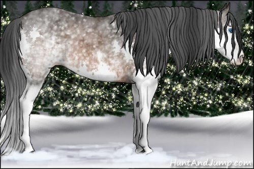 Horse Color: White Spotted Brown Splash 