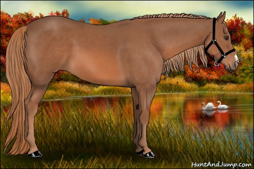 Horse Color: Liver Chestnut 