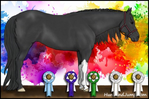Horse Color: Black 