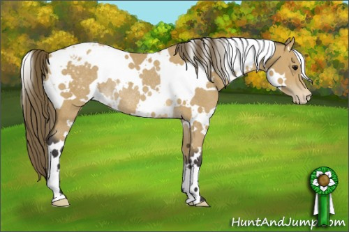 Horse Color: White Spotted Buckskin Blanket Rabicano 