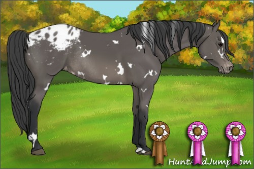Horse Color: White Spotted Black Blanket Rabicano 