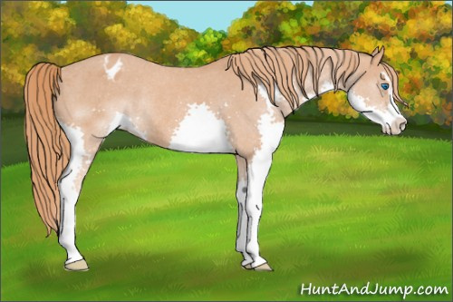 Horse Color: Chestnut Sabino Splash Varnish Rabicano 
