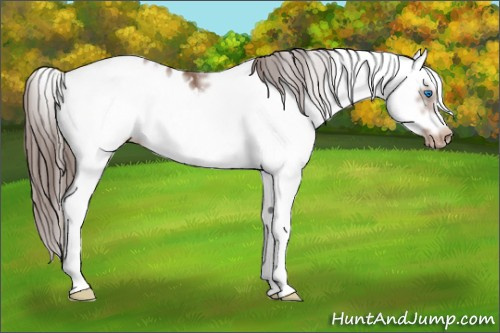 Horse Color: Bay Sabino Splash Frame Blanket Rabicano 