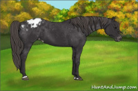 Horse Color:Smoky Black Sabino Appaloosa Rabicano