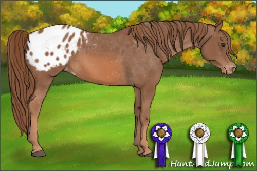 Horse Color: Chestnut Sabino Blanket 